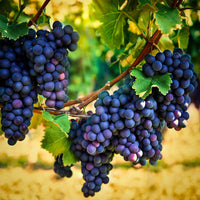 Concord Grapes