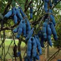 Meet Decaisnea insignis. The common name for this is Dead Man's Fingers /  Blue Bean Tree. Stargazer Exotics is proud to offer the freshest of rare plant seeds. Other Common names for this rare Other Rare Plants are: Dead Man's Fingers, Blue Bean Plant. Check this Dead Man's Fingers /  Blue Bean Tree (Decaisnea insignis) out along with all of our Other Rare Plants seeds here at Stargazer Exotics. We ship these Other Rare Plants seeds from Canada to anywhere in the World.
