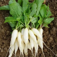 Meet Raphanus sativus. The common name for this is White Breakfast Radish. Stargazer Exotics is proud to offer the freshest of rare plant seeds. Check this White Breakfast Radish (Raphanus sativus) out along with all of our other Heirloom Vegetable and Rare Finds Trees plant seeds here at Stargazer Exotics. We ship these Heirloom Vegetable and Rare Finds seeds from Canada to anywhere in the World.
