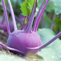 Purple Kohlrabi