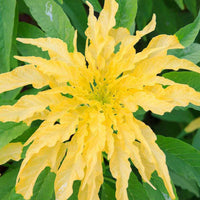 Meet Amaranthus tricolor 'yellow'. The common name for this is Yellow Aurora Amaranth. Stargazer Exotics is proud to offer the freshest of rare plant seeds. Other Common names for this rare Other Rare Plants are:  Yellow Amaranth, Joseph's Coat, Fountain Plant, Summer Poinsettia, Tampala. Check this Yellow Aurora Amaranth (Amaranthus tricolor 'yellow's) out along with all of our Other Rare Plants seeds here at Stargazer Exotics. We ship these Other Rare Plants seeds from Canada to anywhere in the World.
