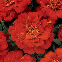 Meet Tagetes patula nana. The common name for this is Double Red Brocade French Marigold. Stargazer Exotics is proud to offer the freshest of rare plant seeds. Other Common names for this rare Other Rare Plants are: French Marigold, Dwarf Marigold. Check this Double Red Brocade French Marigold  (Tagetes patula nana) out along with all of our Other Rare Plants seeds here at Stargazer Exotics. We ship these Other Rare Plants seeds from Canada to anywhere in the World.
