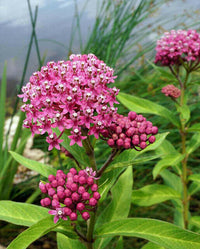 Meet Asclepias incarnata. The common name for this is Rose Swamp Milkweed. Stargazer Exotics is proud to offer the freshest of rare plant seeds. Other Common names for this rare Other Rare Plants are :Rose Swamp Milkweed, Swamp Milkweed, Rose Milkweed, Pink Milkweed, Marsh Milkweed, Butterfly Weed. Check this Rose Swamp Milkweed (Asclepias incarnata) out along with all of our Other Rare Plants seeds here at Stargazer Exotics. We ship these Other Rare Plants seeds from Canada to anywhere in the World.
