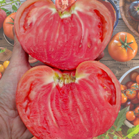 Jerusalem Heirloom Tomato