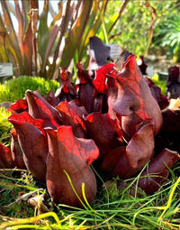 Meet Sarracenia purpurea. The common name for this is Purple Pitcher Plant. Stargazer Exotics is proud to offer the freshest of rare plant seeds. Other Common names for this rare Carnivorous Plant are:  Sarracenia purpurea, Northern Pitcher Plant. Check this Purple Pitcher Plant (Sarracenia purpurea) out along with all of our other Carnivorous Plants seeds here at Stargazer Exotics. We ship these Carnivorous Plants seeds from Canada to anywhere in the World.
