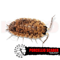 Calico Isopods