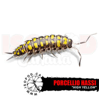 Hassi "High Yellow" Isopods