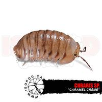 Caramel Creme Isopods