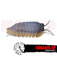 Redskirt Isopods