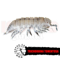 Dwarf White Isopods