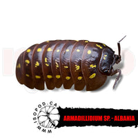 Albania Spotted Isopods