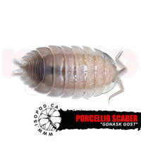 Gdansk Ghost Isopods