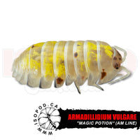 Magic Potion Isopods (USA Line)