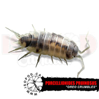 Oreo Crumbles Isopods