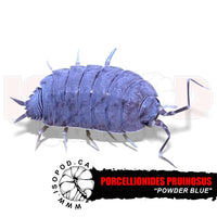 Powder Blue Isopods