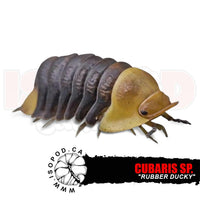 Rubber Ducky Isopods