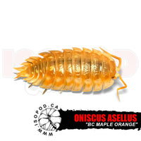 BC Maple Orange Isopods