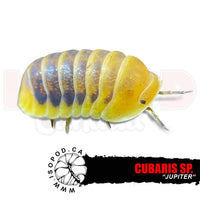 Jupiter Isopods