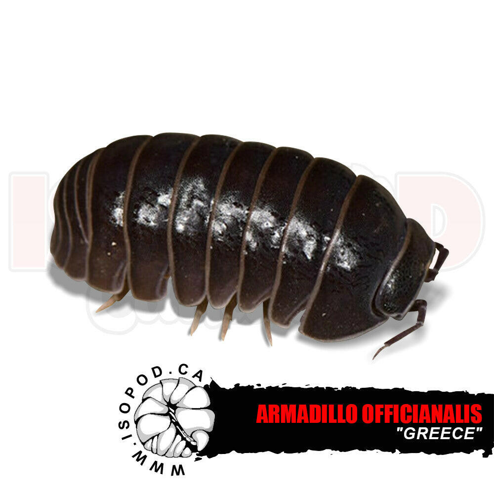 Oak Woodland Isopod "Greece"