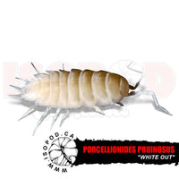 Powder White Isopods