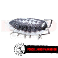 Hoffmann's or Titan Isopods