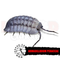 Peraccae Isopods