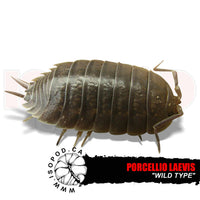 Smooth Grey Isopods