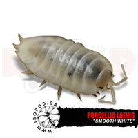 Smooth White Isopods