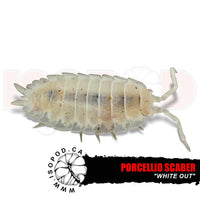 White Scaber Isopods