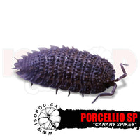 Canary Spikey Isopods