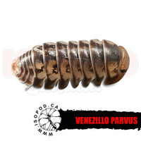 Dwarf Roly Poly Isopods