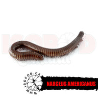 Giant Pink Foot Millipede -XL