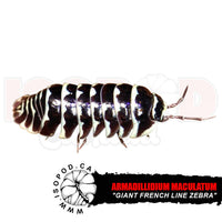 Giant Zebra Isopods