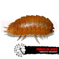 Smooth Orange Isopods