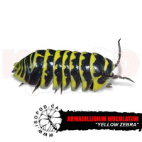 Yellow Zebra Isopods 