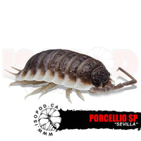 Sevilla Isopods