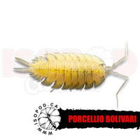 Bolivari Isopods