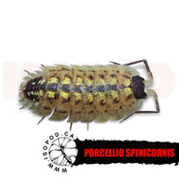 Brickworks Isopods