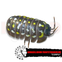 Corfu or Triangle Isopods