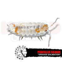 Orange Dalmatian Isopods