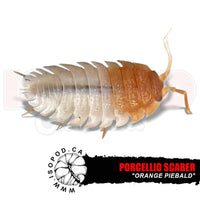 Orange Piebald Scaber Isopods