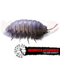 Silver Ghost Isopods