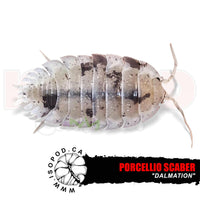 Dalmatian Isopods