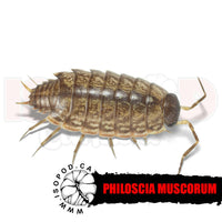 Dwarf Striped Isopods