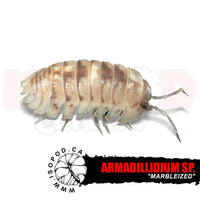 Marbleized Isopods