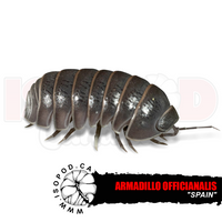 Oak Woodland Isopods "Spain"