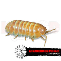 Tangerine Isopods