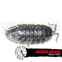 Skirted Isopods