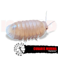 Little Sea "Papaya" Isopods