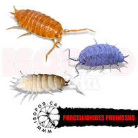 Powder Party Mix Isopods